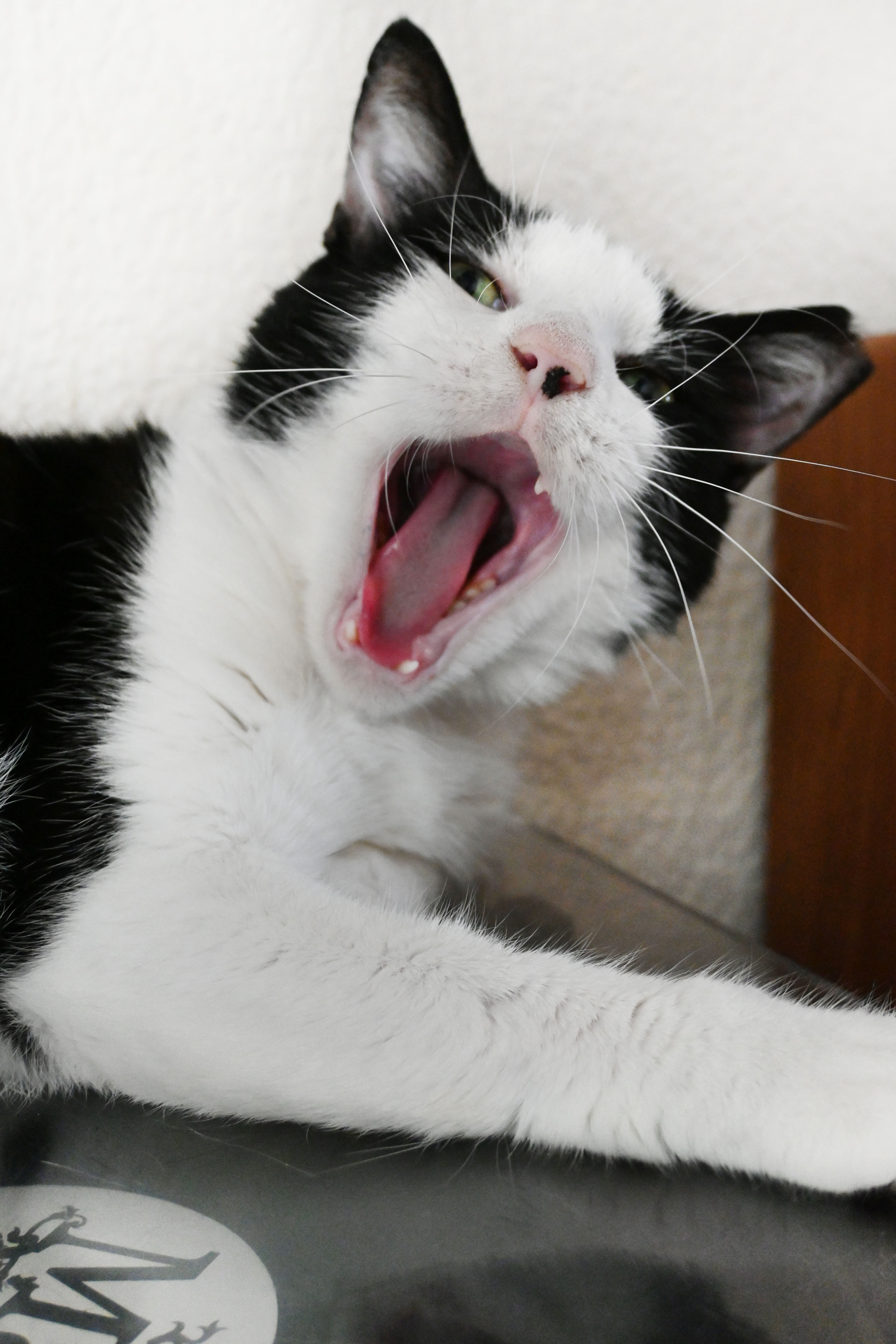 Enlarge Jimmy Carter, a Adoptable American Shorthair in Orlando, FL image 5/6