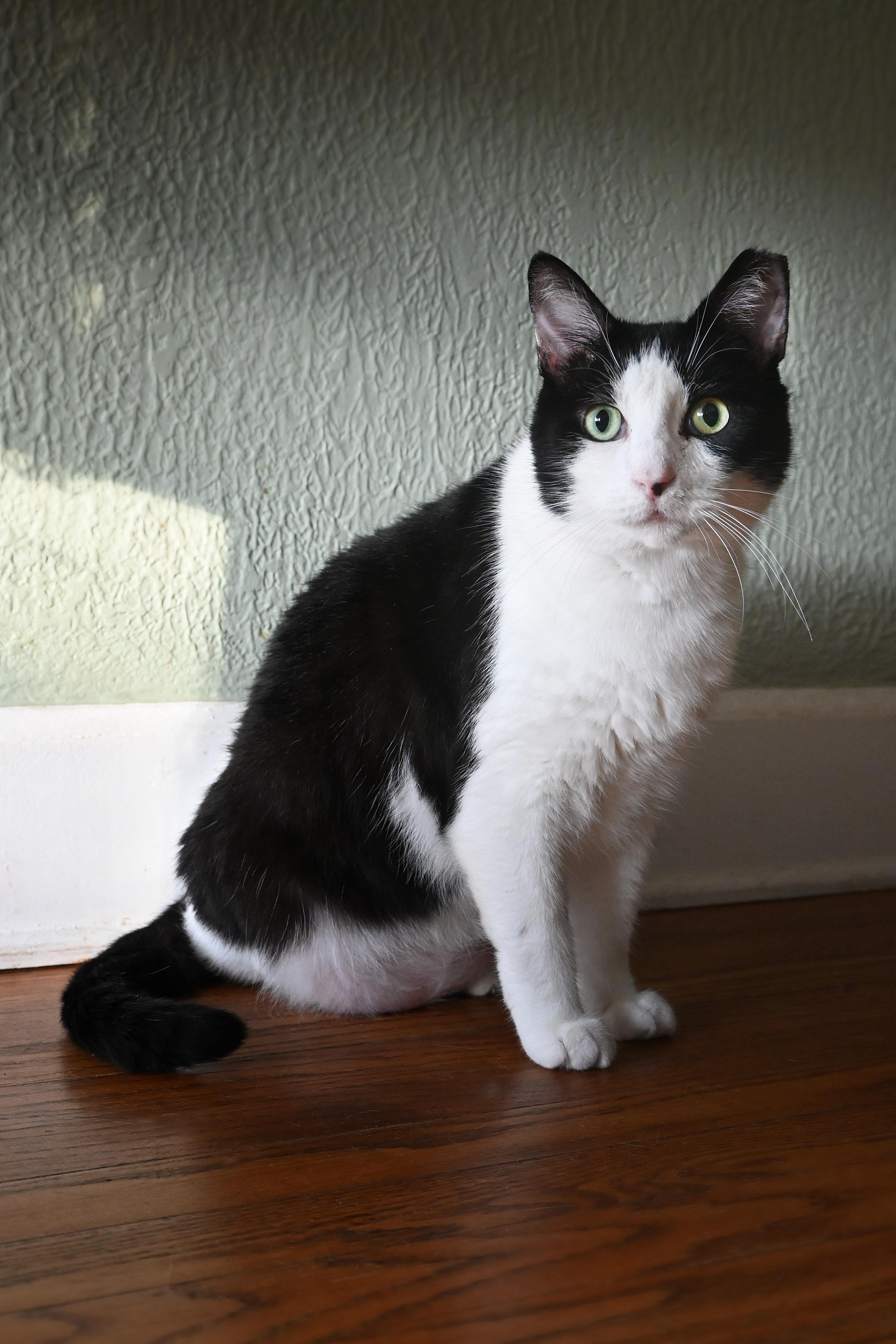 Jimmy Carter, a Adoptable American Shorthair in Orlando, FL image 1/6