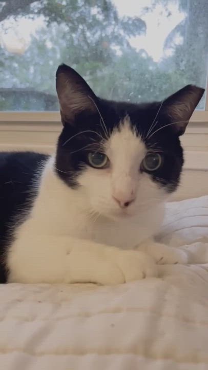 Enlarge Jimmy Carter, a Adoptable American Shorthair in Orlando, FL video 4/6