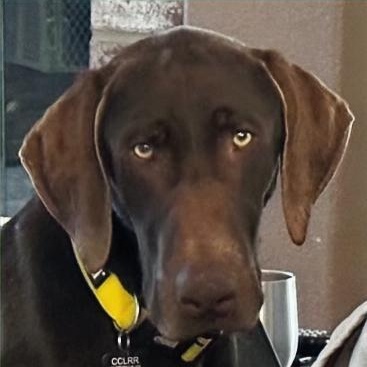 Hunter, ADOPTABLE, Young Male Labrador Retriever & German Shorthaired Pointer.