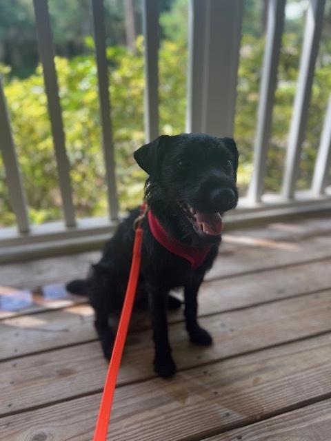 Enlarge Maxie, a Adoptable mixed breed in Palm Bay , FL image 1/2