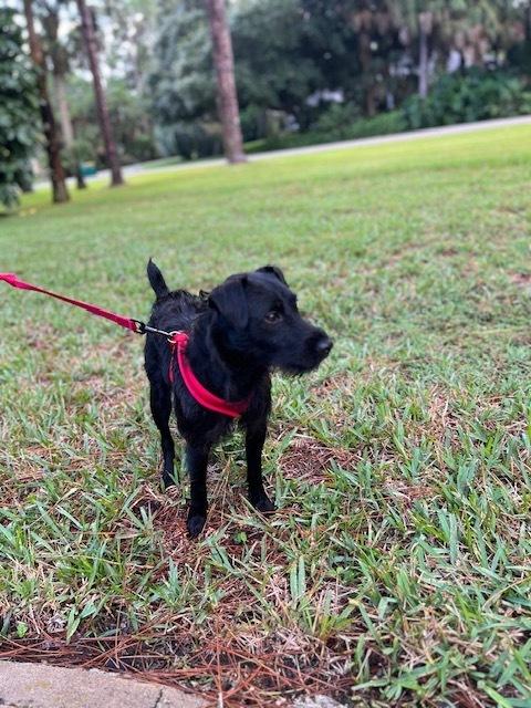 Enlarge Maxie, a Adoptable mixed breed in Palm Bay , FL image 2/2