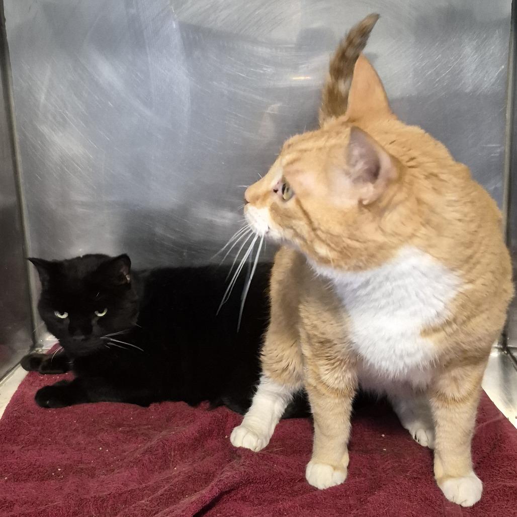 Gravy, Adoptable, Senior Male Domestic Short Hair.