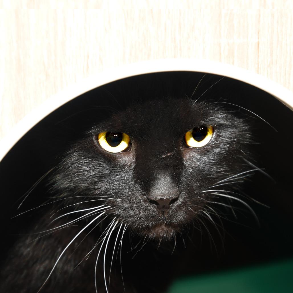 Enlarge Gravy, a Adoptable Domestic Short Hair in Natick, MA image 2/5