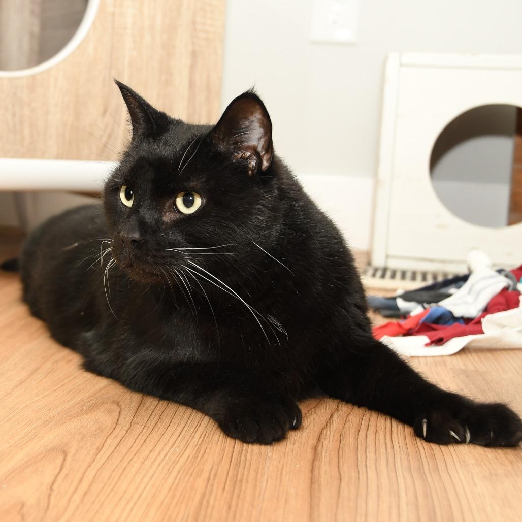 Enlarge Gravy, a Adoptable Domestic Short Hair in Natick, MA image 3/5