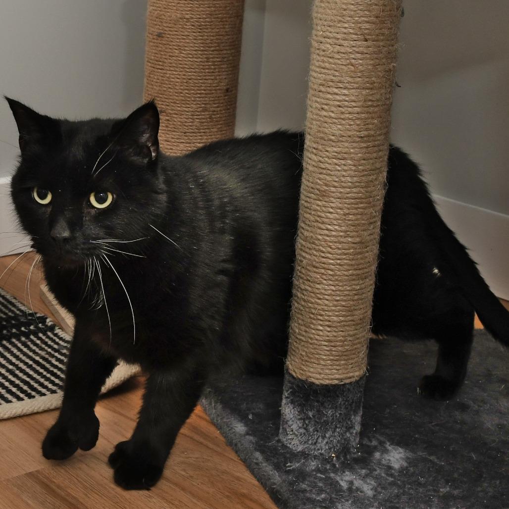 Enlarge Gravy, a Adoptable Domestic Short Hair in Natick, MA image 4/5