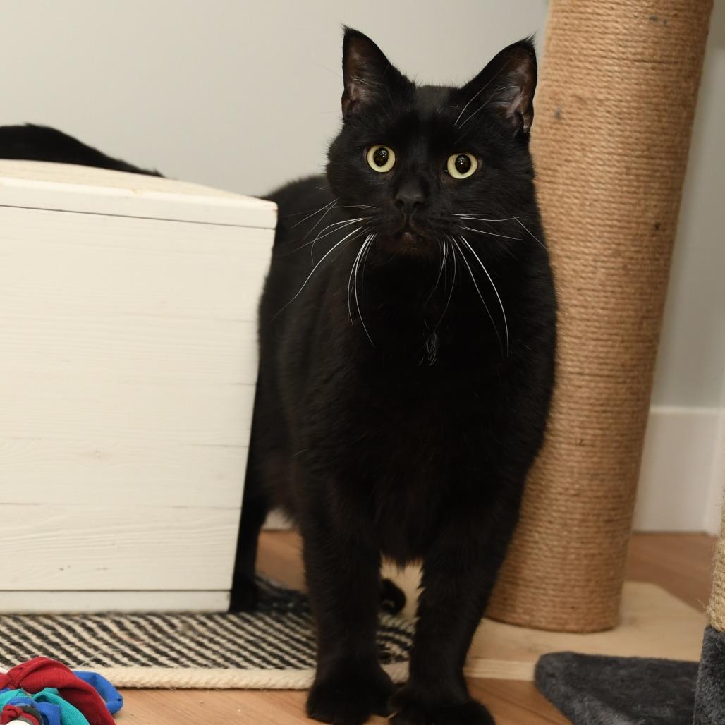 Enlarge Gravy, a Adoptable Domestic Short Hair in Natick, MA image 5/5