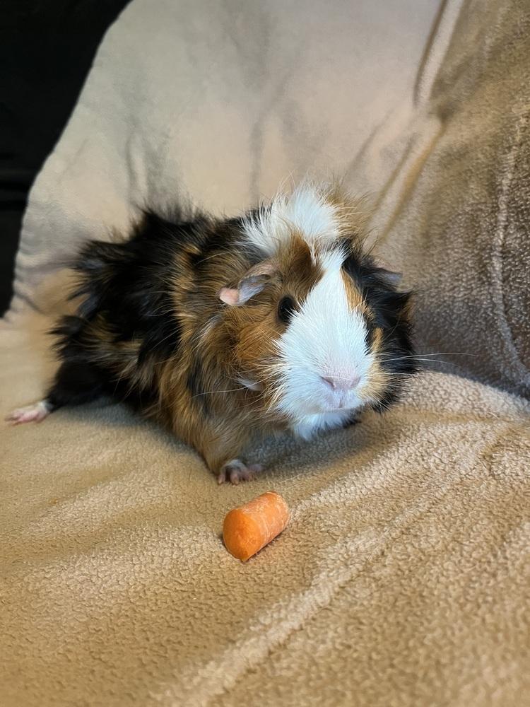 Nova, adopted, Adult Female Guinea Pig.