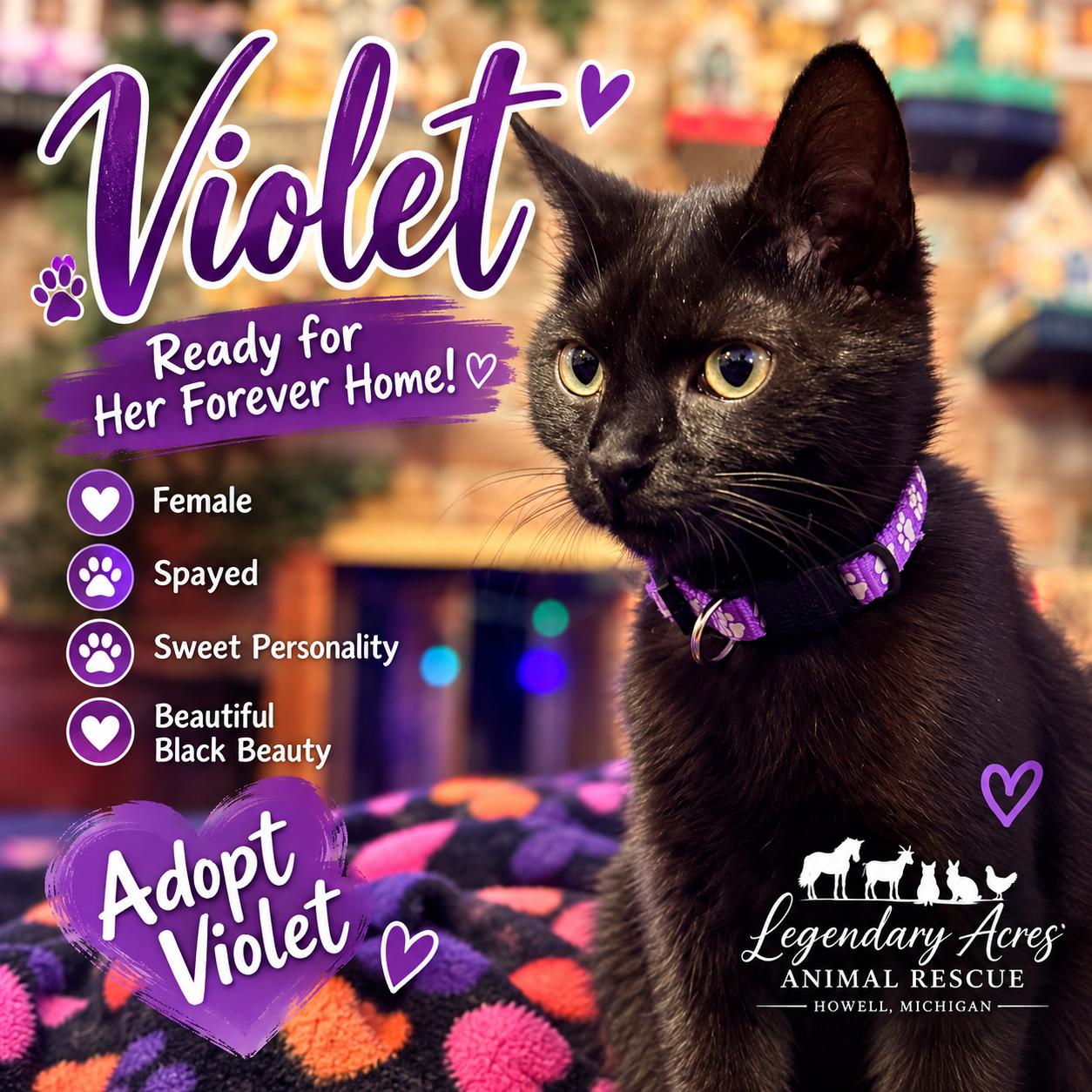 Violet, Adoptable, Young Female American Shorthair.