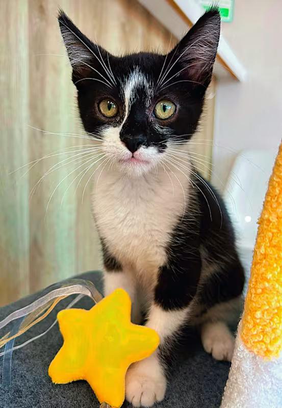 Macchiato, ADOPTABLE, Kitten Male Domestic Short Hair.