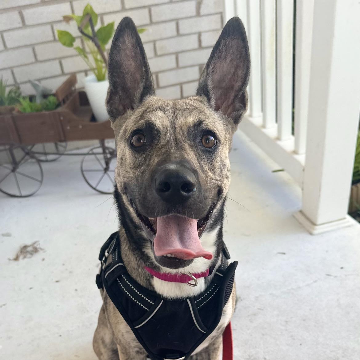 Dolly, Adoptable, Puppy Female Dutch Shepherd & Husky.