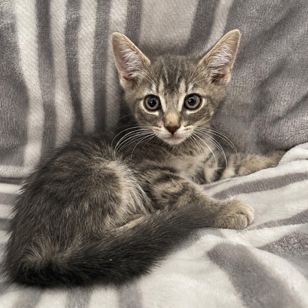 Enlarge Jack, a Adoptable Domestic Short Hair in Tucson, AZ image 1/1