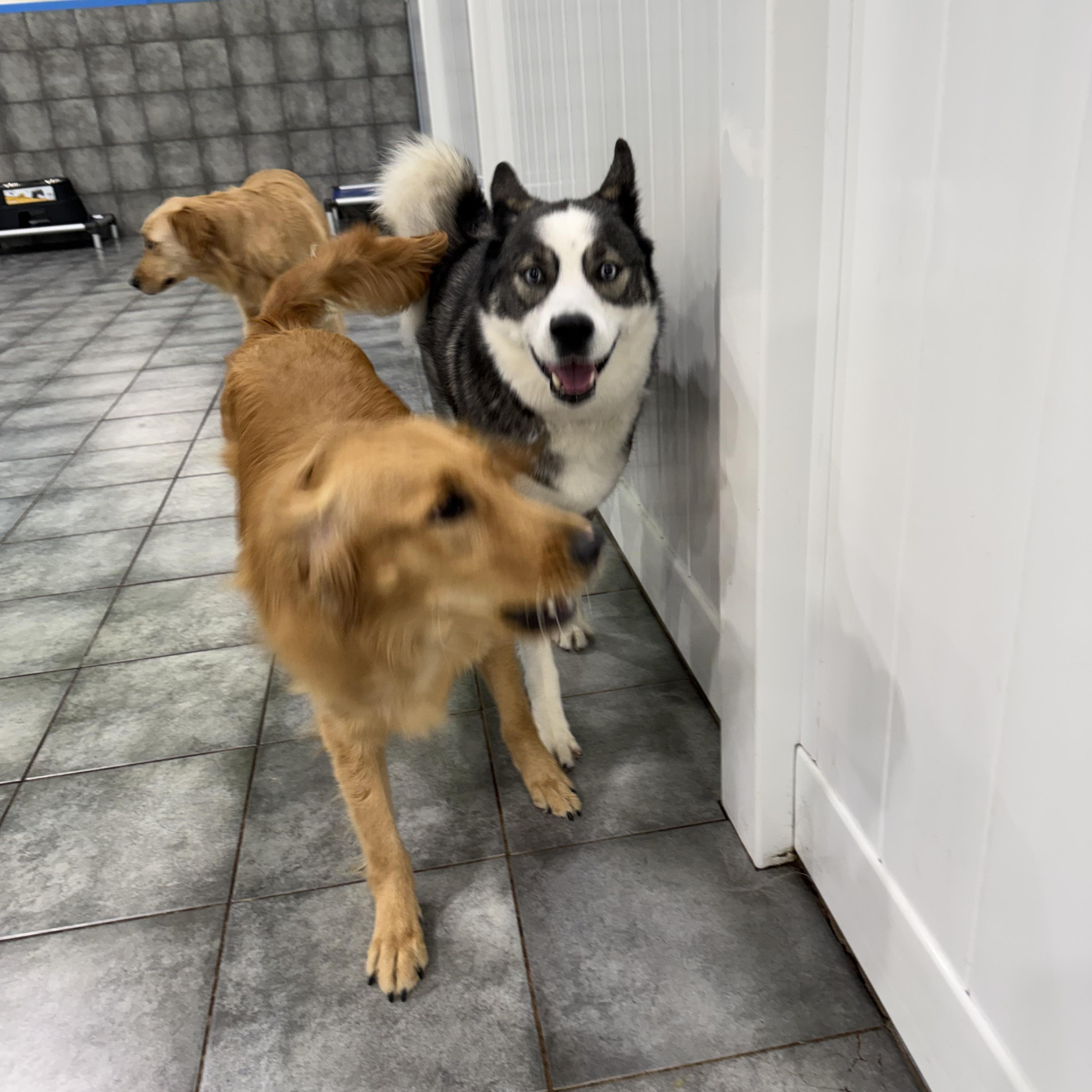 Larry McLaren, a ADOPTABLE mixed breed in South Lyon, MI image 6/6