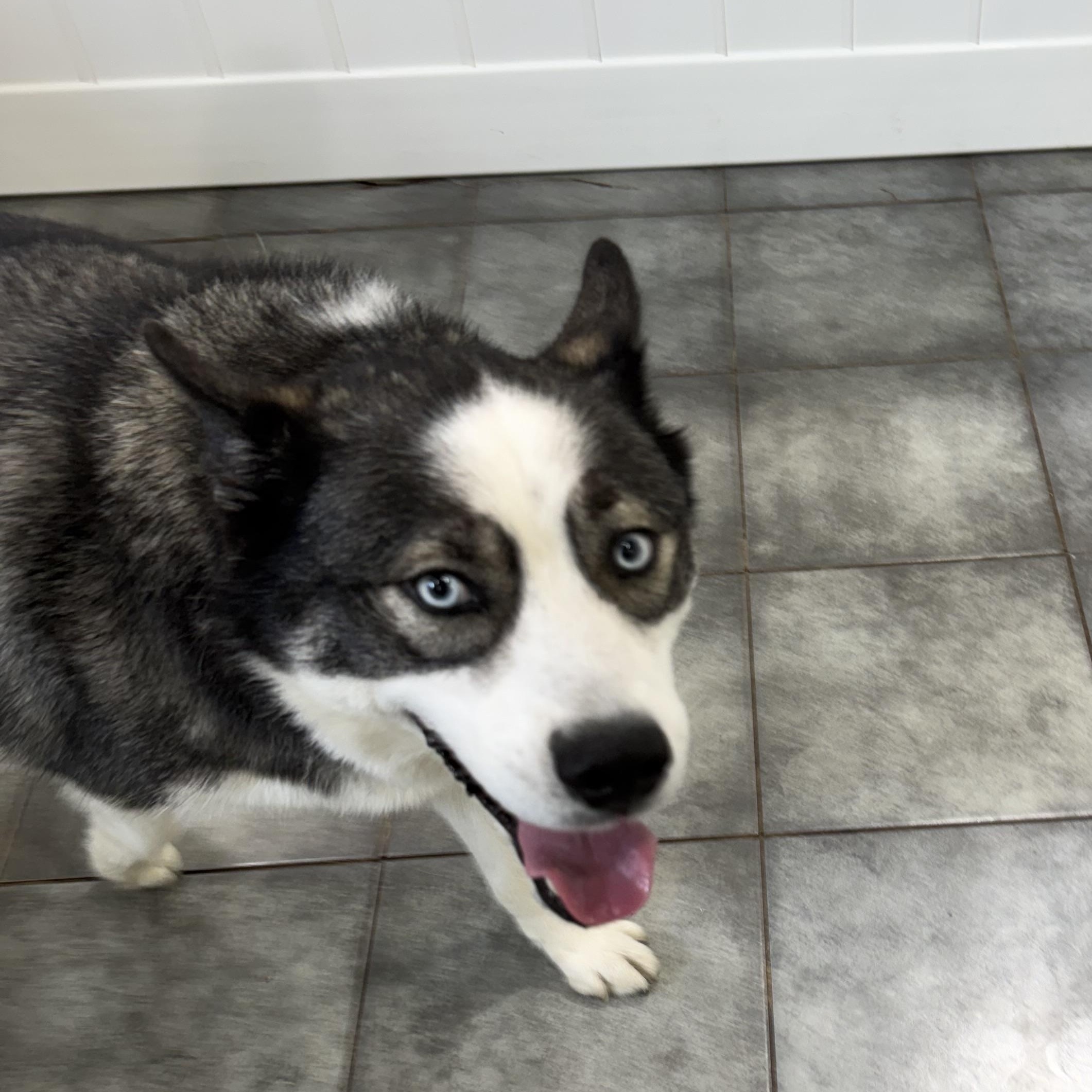 Larry McLaren, a ADOPTABLE mixed breed in South Lyon, MI image 2/6