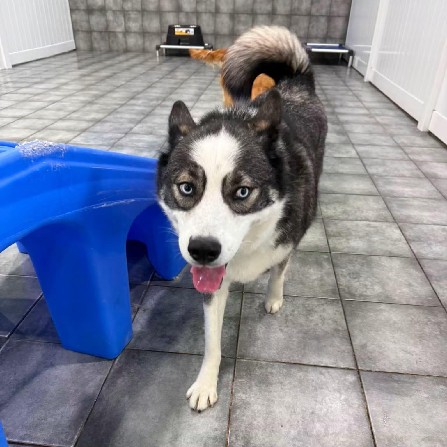 Larry McLaren, a ADOPTABLE mixed breed in South Lyon, MI image 1/6