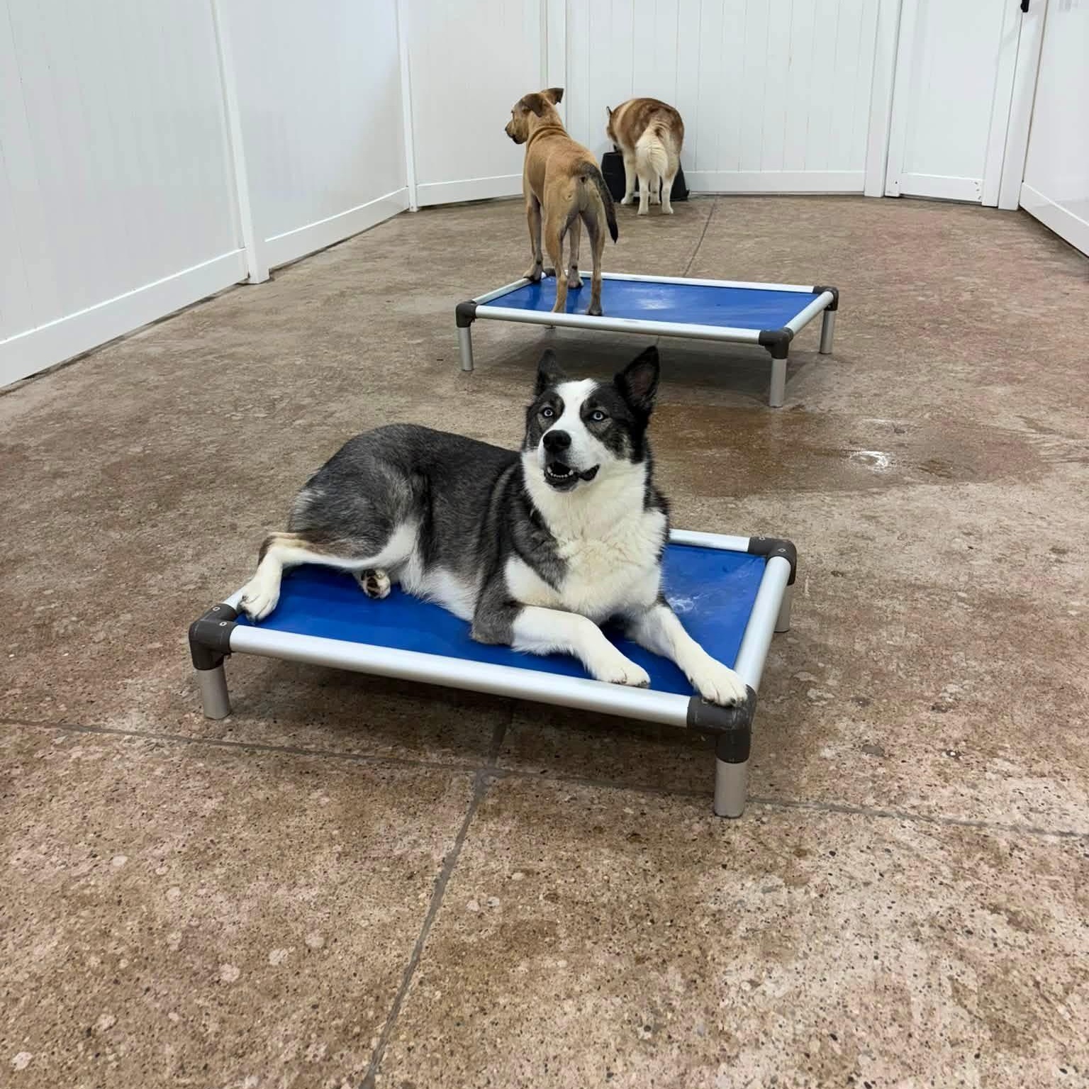Larry McLaren, a ADOPTABLE mixed breed in South Lyon, MI image 4/6