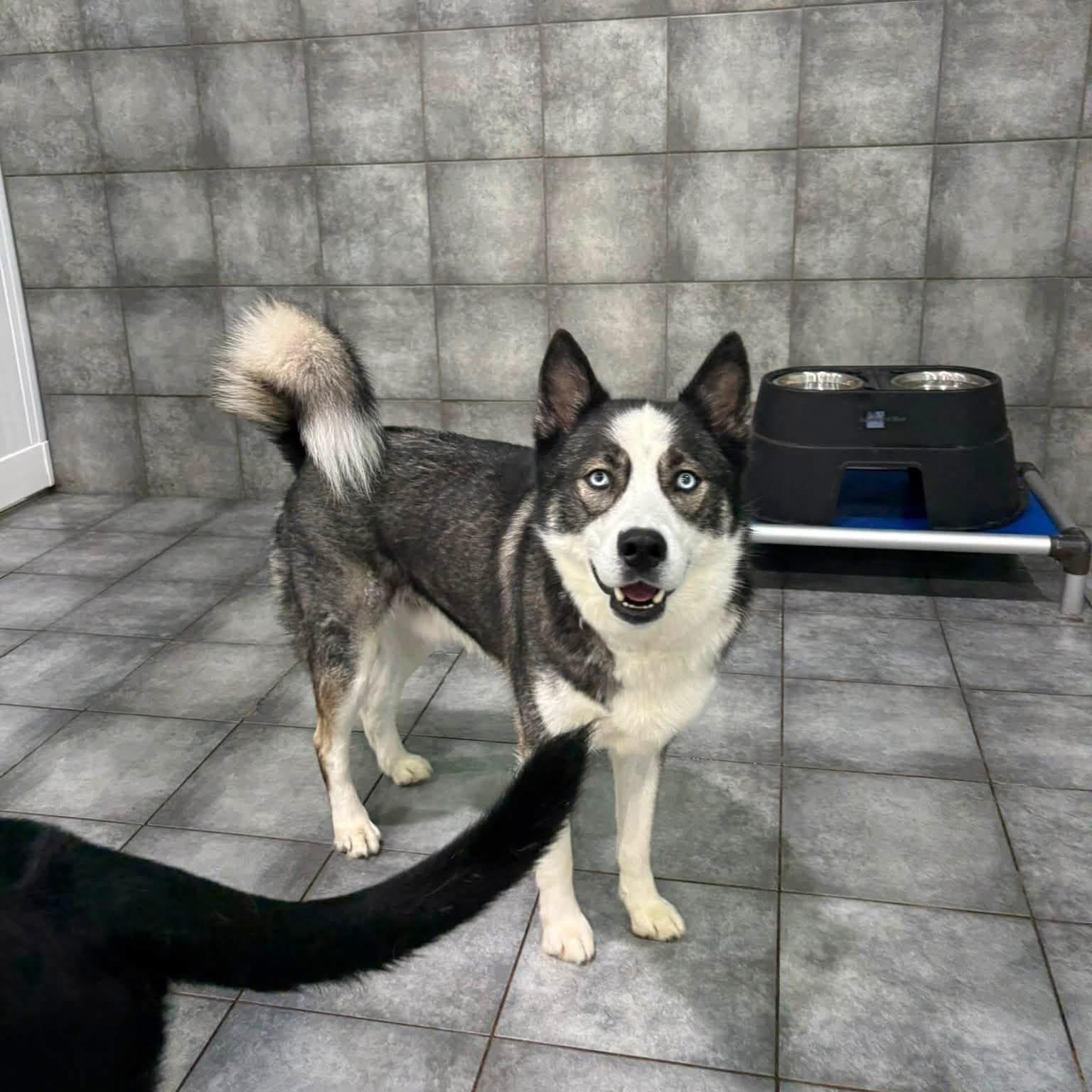 Larry McLaren, a ADOPTABLE mixed breed in South Lyon, MI image 5/6