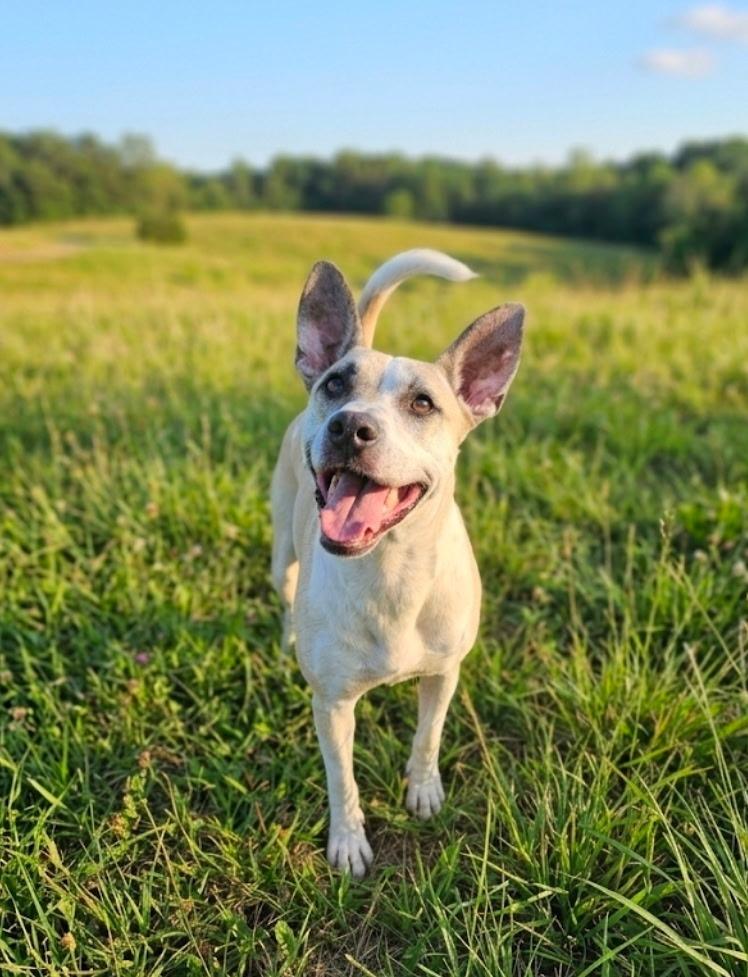 Reita, Adoptable, Young Female Carolina Dog & Mixed Breed.