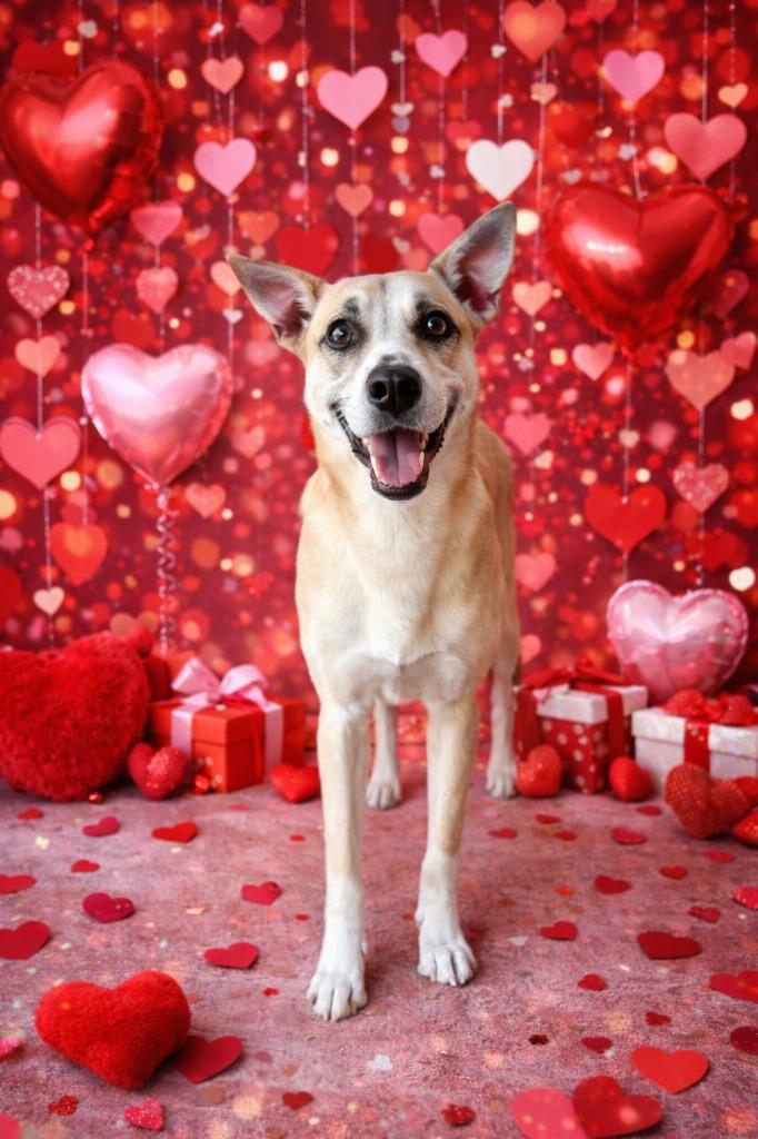 Enlarge Reita, a Adoptable mixed breed in Hardeeville, SC image 1/1