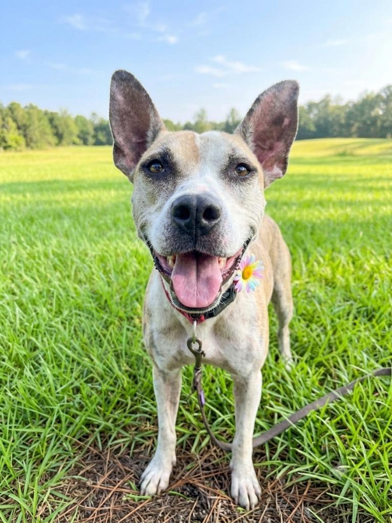Reita, a Adoptable mixed breed in Hardeeville, SC image 2/3