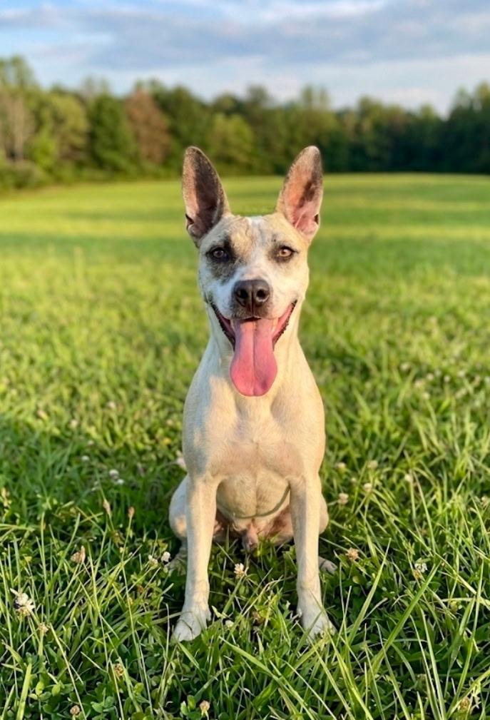 Enlarge Reita, a Adoptable mixed breed in Hardeeville, SC image 2/2