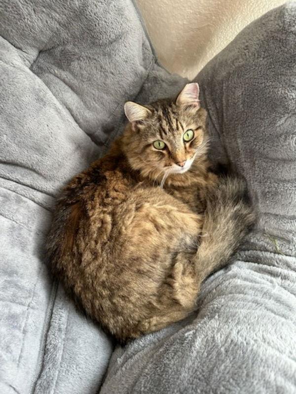 Jeremyah, Adopted, Senior Male Domestic Long Hair & Tabby.