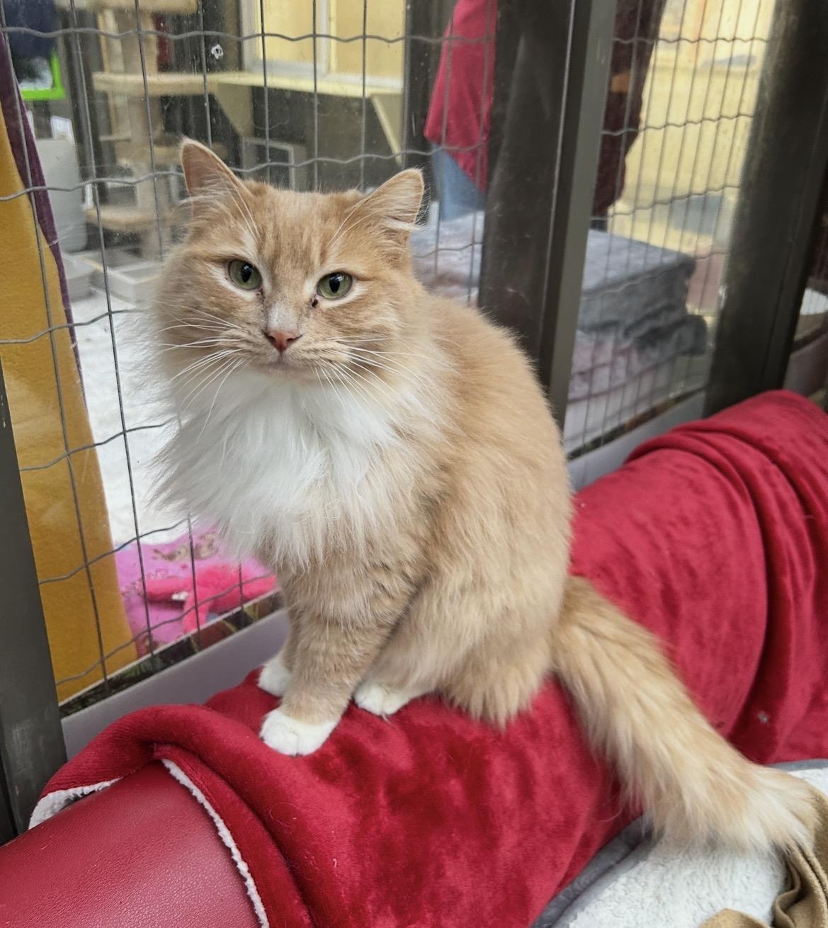 Wilma (Bonded with Tad), ADOPTABLE, Adult Female Domestic Medium Hair.