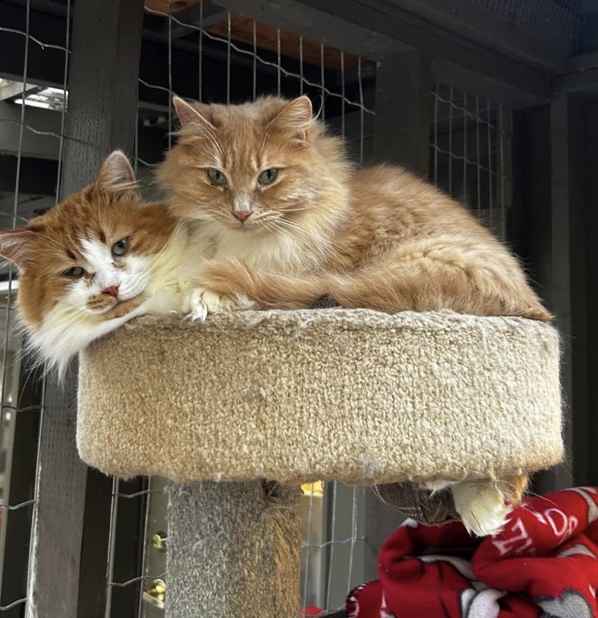 Enlarge Wilma (Bonded with Tad), a ADOPTABLE Domestic Medium Hair in Maple Ridge, BC image 5/6