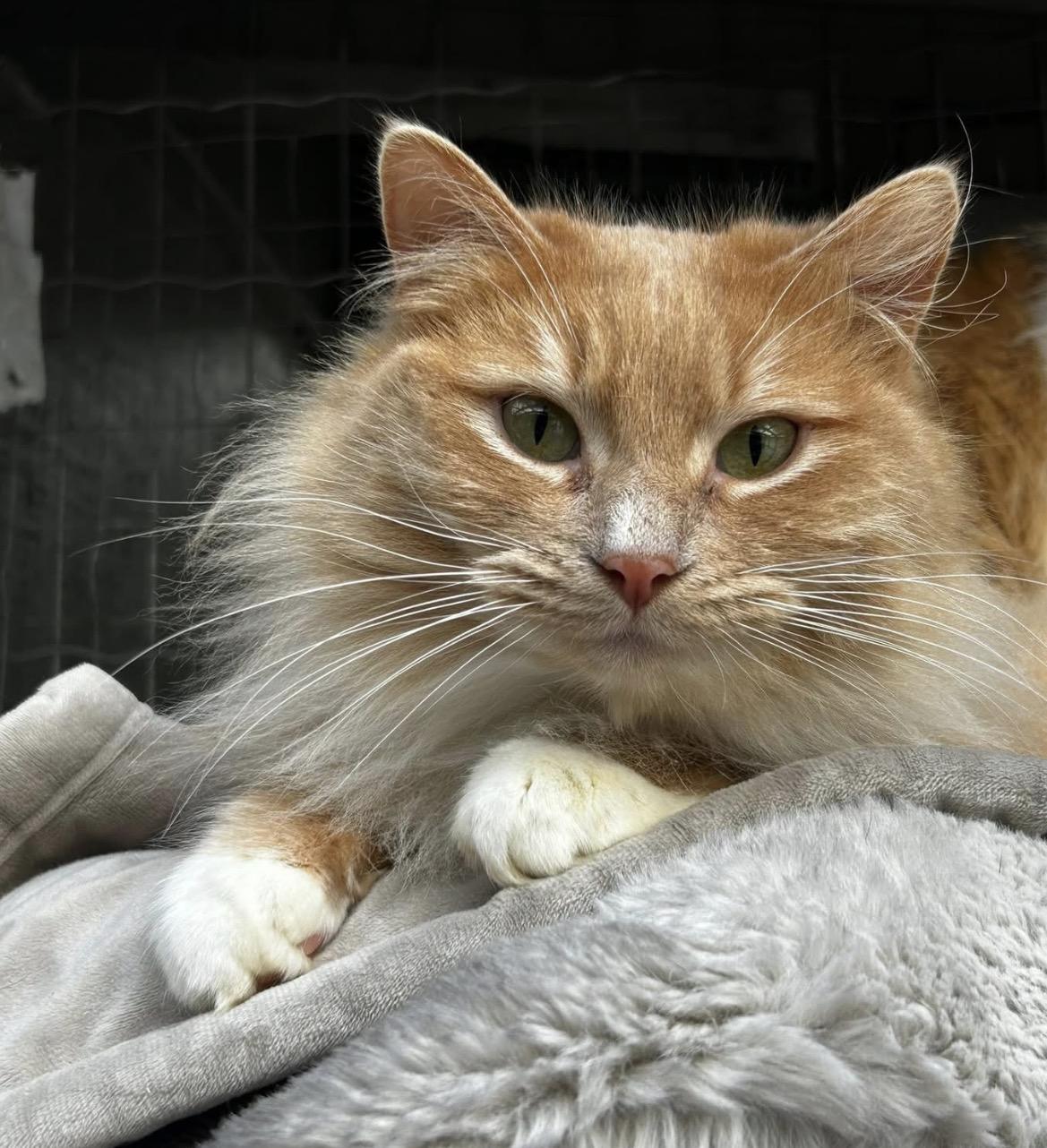 Enlarge Wilma (Bonded with Tad), a ADOPTABLE Domestic Medium Hair in Maple Ridge, BC image 2/6