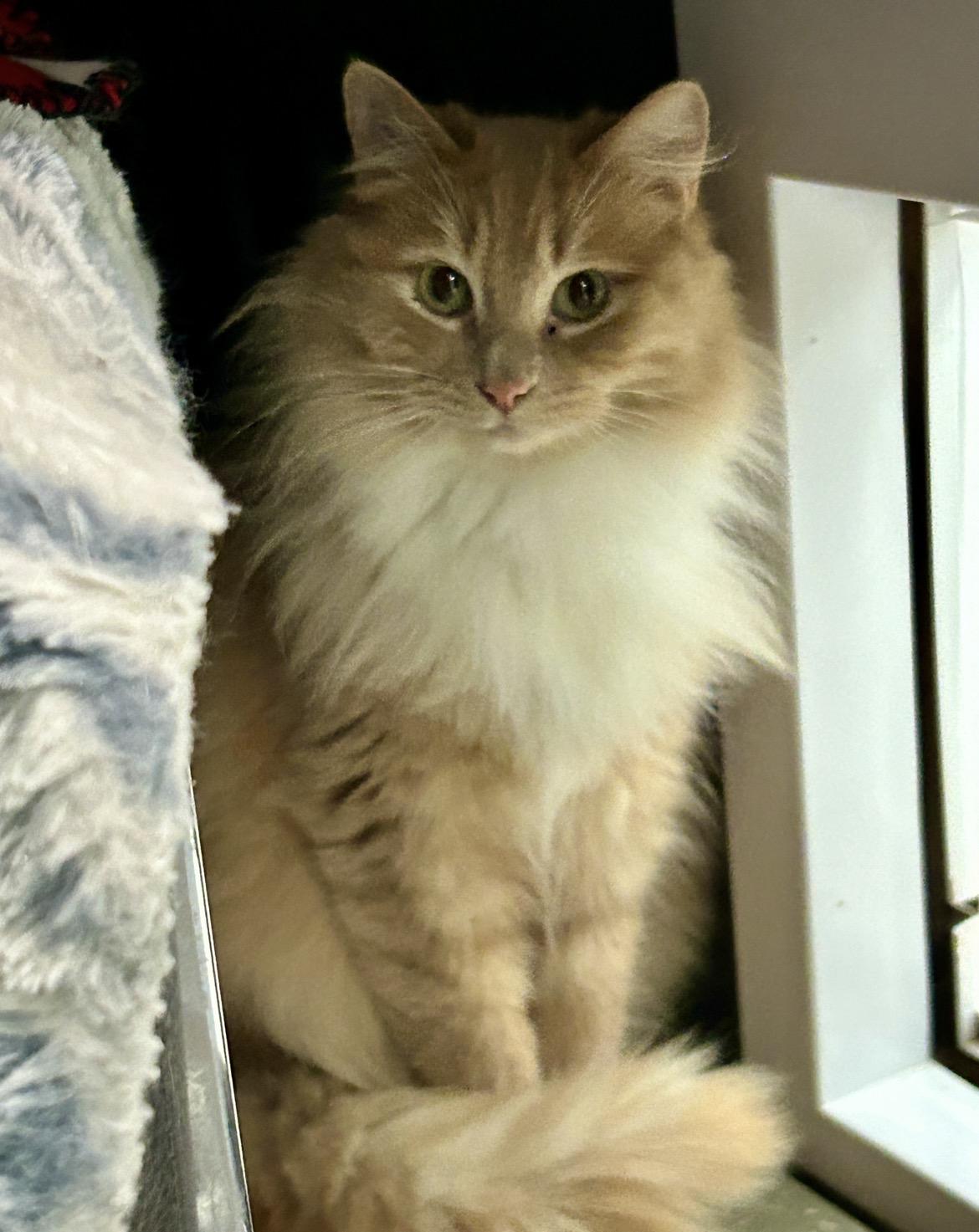 Enlarge Wilma (Bonded with Tad), a ADOPTABLE Domestic Medium Hair in Maple Ridge, BC image 6/6