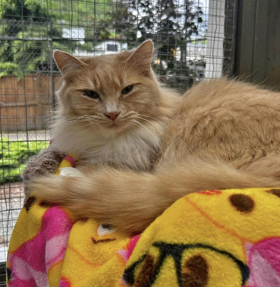 Wilma (Bonded with Tad), a ADOPTABLE Domestic Medium Hair in Maple Ridge, BC image 1/6