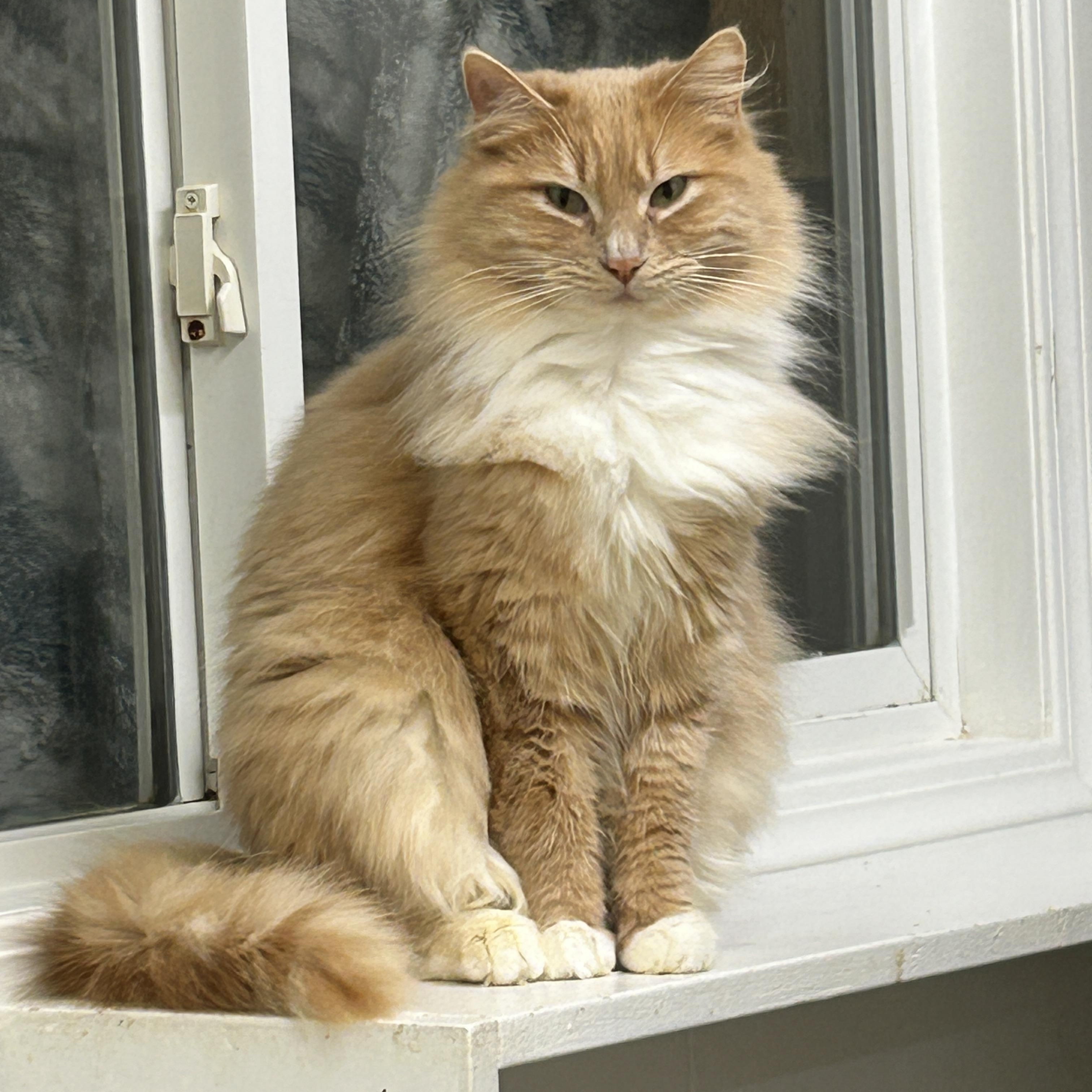 Enlarge Wilma (Bonded with Tad), a ADOPTABLE Domestic Medium Hair in Maple Ridge, BC image 4/6