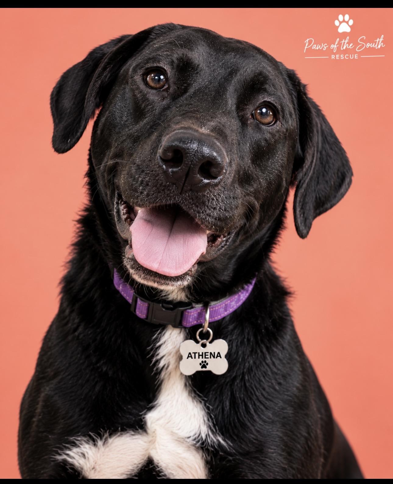 Enlarge Athena, a Adoptable mixed breed in CUMMING, GA image 1/6