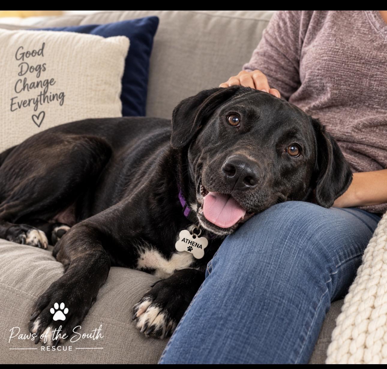 Enlarge Athena, a Adoptable mixed breed in CUMMING, GA image 2/6