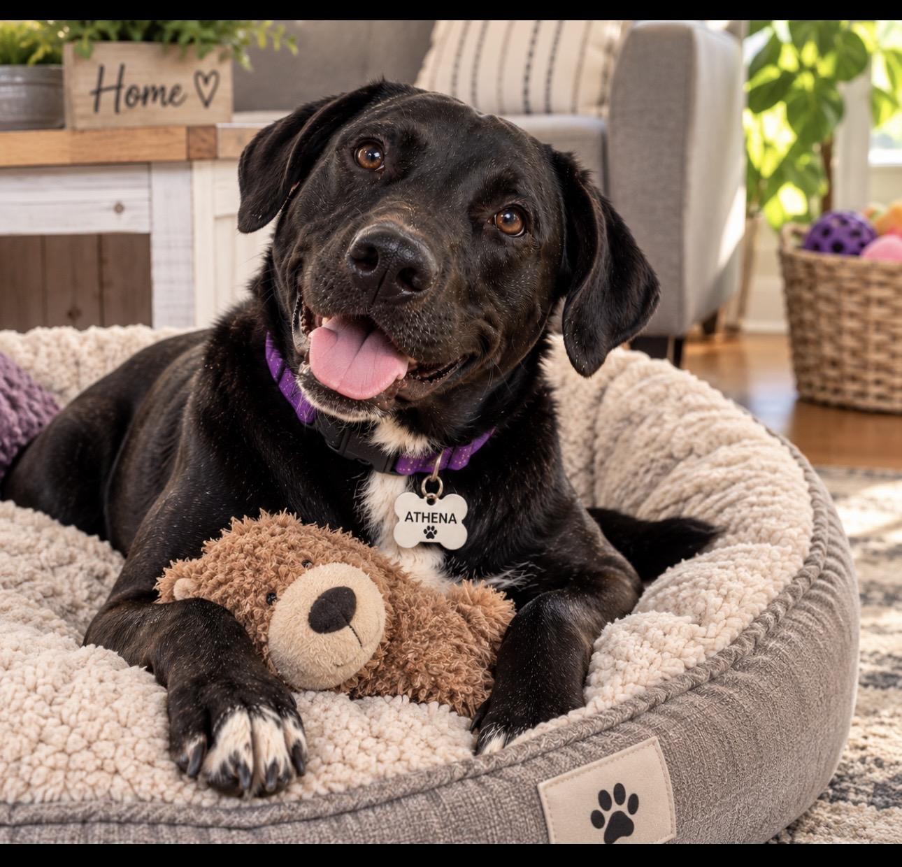 Enlarge Athena, a Adoptable mixed breed in CUMMING, GA image 5/6