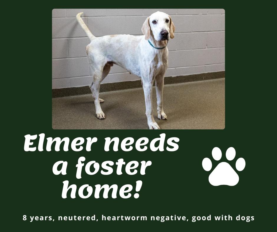 Enlarge Needs Foster Elmer (IA), a ADOPTABLE English Pointer in Bridgeton, NJ image 1/1
