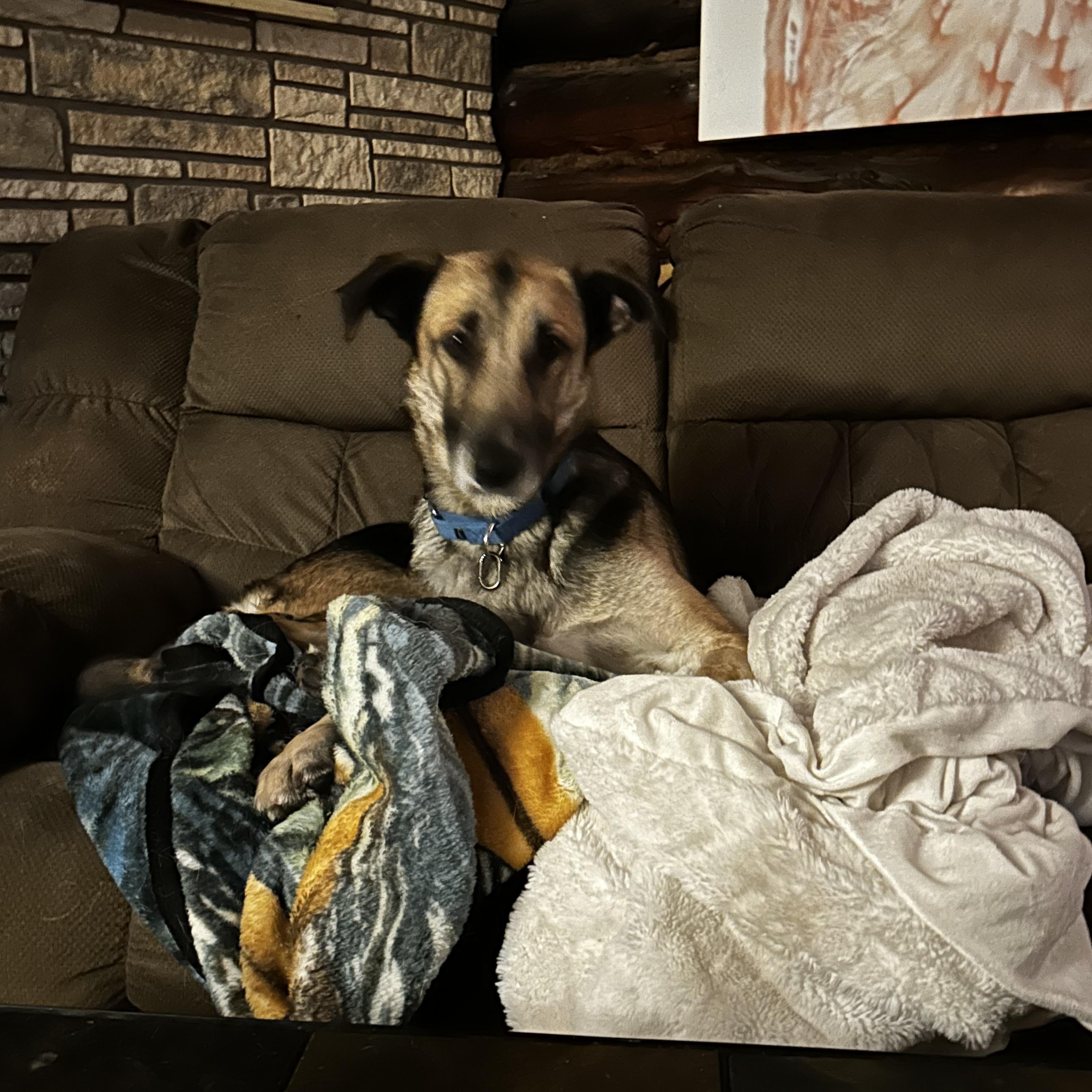 Breeze, a ADOPTABLE German Shepherd Dog in Albany, NY image 4/4