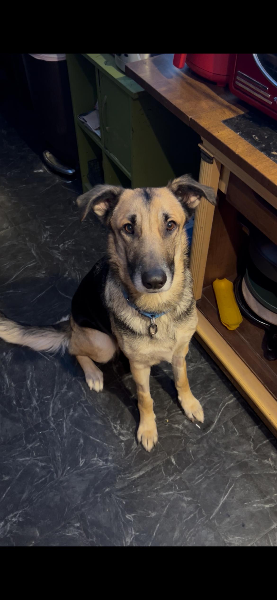 Breeze, ADOPTABLE, Adult Female German Shepherd Dog.
