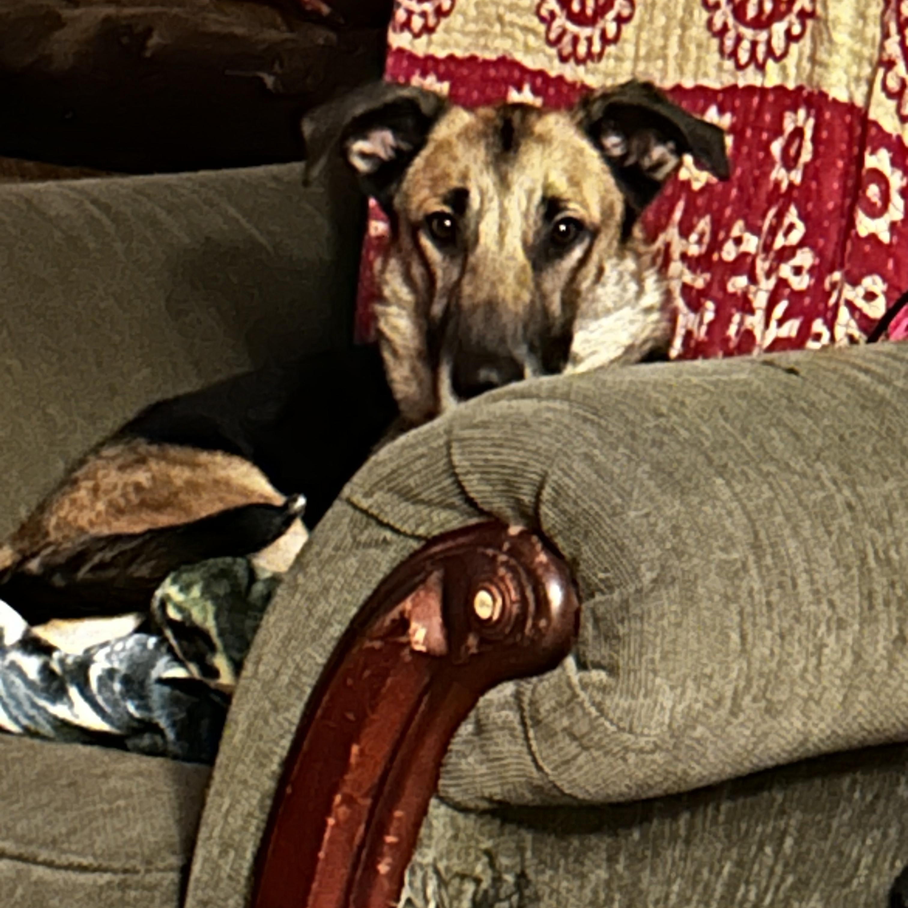 Breeze, a ADOPTABLE German Shepherd Dog in Albany, NY image 2/4