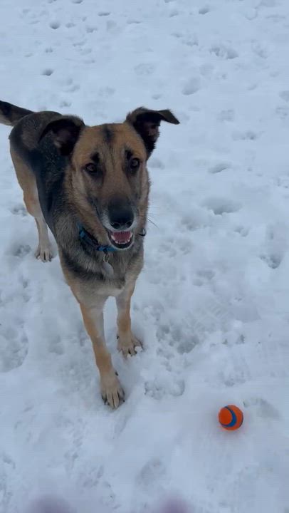Enlarge Breeze, a ADOPTABLE German Shepherd Dog in Albany, NY video 3/4