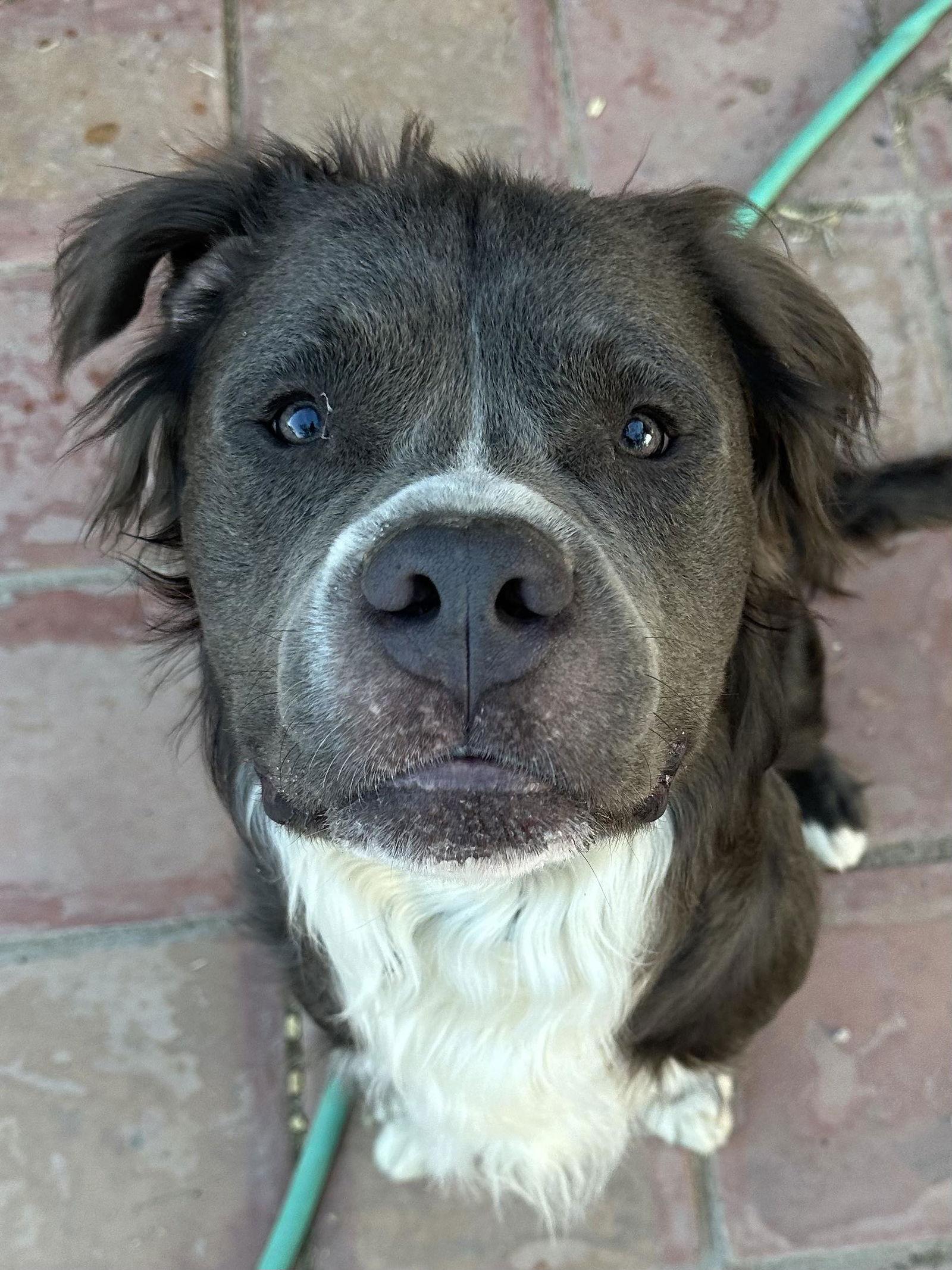 Bubba Bear, a Adoptable Pit Bull Terrier in Phoenix, AZ image 1/3