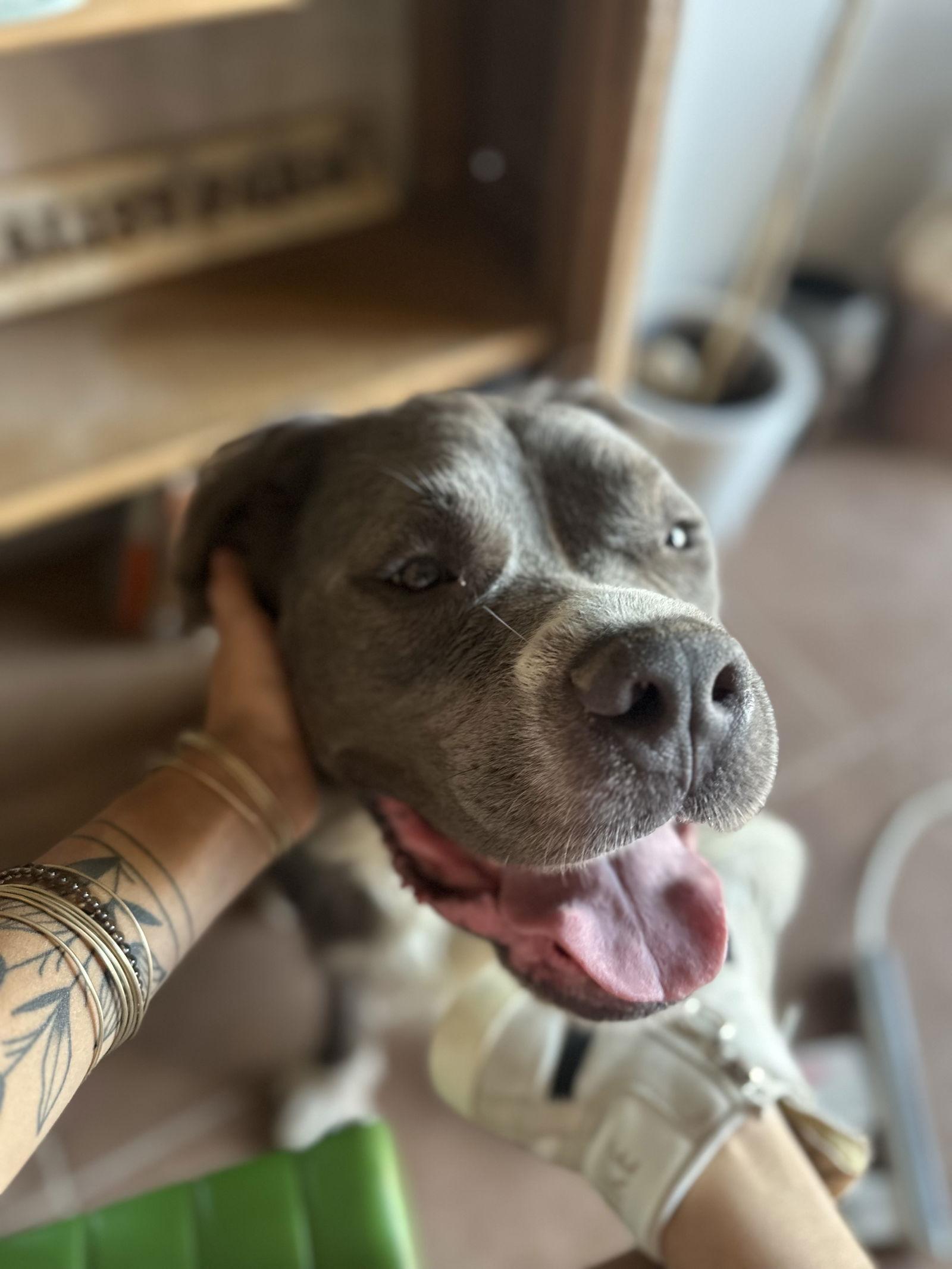 Bubba Bear, a Adoptable Pit Bull Terrier in Phoenix, AZ image 2/3