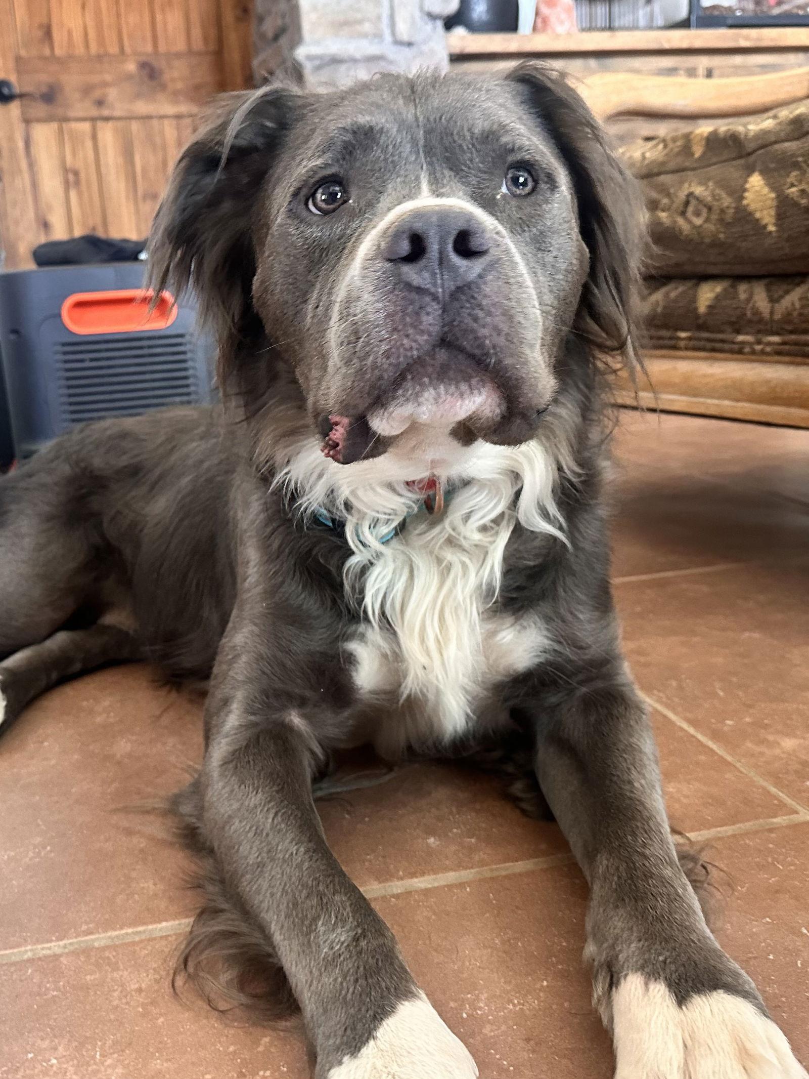 Bubba Bear, Adoptable, Adult Male Pit Bull Terrier.