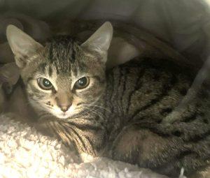 Enlarge Penny Pie, a ADOPTABLE Domestic Short Hair in Kenai, AK image 1/1