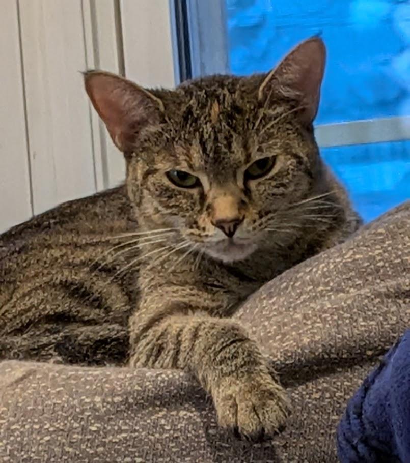 Bagel, ADOPTABLE, Young Female Bengal.