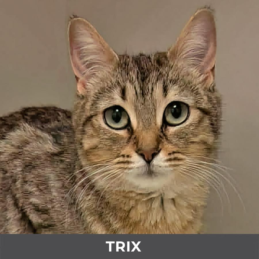 Enlarge Trix, a ADOPTABLE Domestic Short Hair in Etobicoke, ON image 1/6