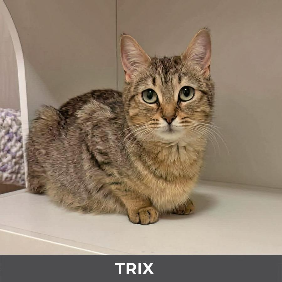 Enlarge Trix, a ADOPTABLE Domestic Short Hair in Etobicoke, ON image 3/6