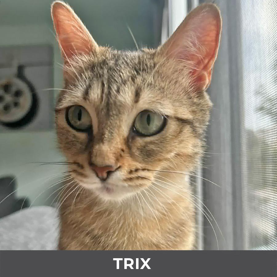 Enlarge Trix, a ADOPTABLE Domestic Short Hair in Etobicoke, ON image 5/6
