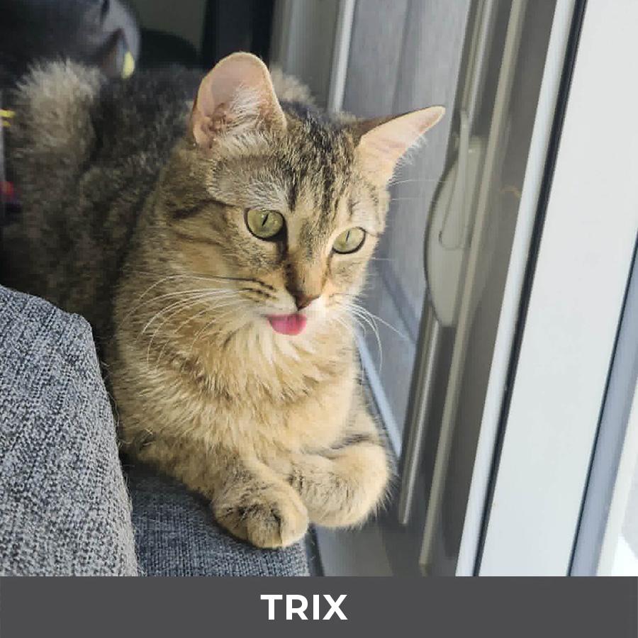Enlarge Trix, a ADOPTABLE Domestic Short Hair in Etobicoke, ON image 2/6