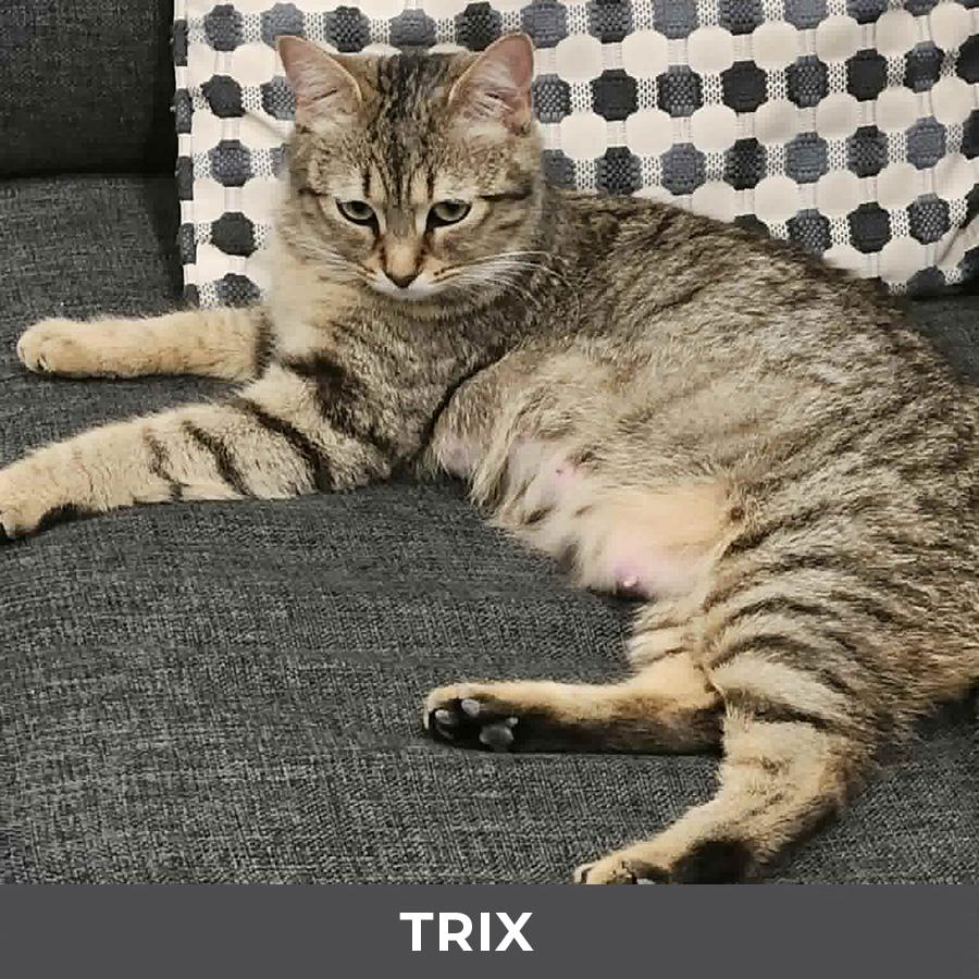 Enlarge Trix, a ADOPTABLE Domestic Short Hair in Etobicoke, ON image 6/6
